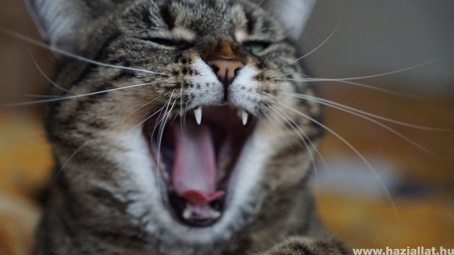 A macskák fogbetegségei