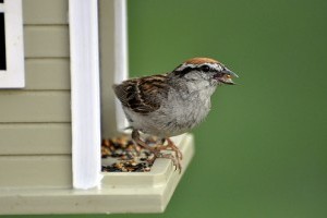 Élő webkamerás közvetítés a madarakról