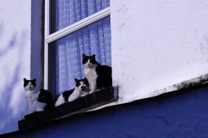 Vigyázzunk a cicára, nehogy kisessen az ablakon!