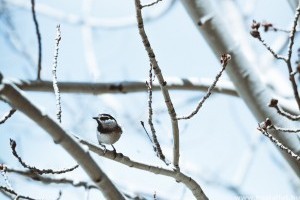 Téli madáretetés: mivel, hogyan és mikor?