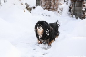 Téli kutyaápolás: biztonságos kutyaséta hóban-fagyban