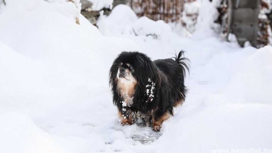 Téli kutyaápolás: biztonságos kutyaséta hóban-fagyban