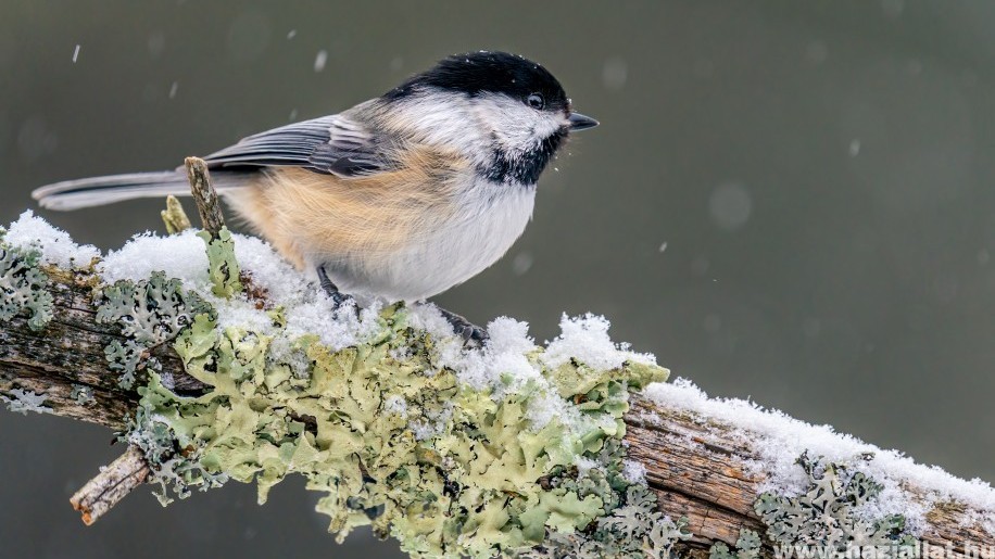Téli madáretetés: cinkegolyó alternatívák házilag