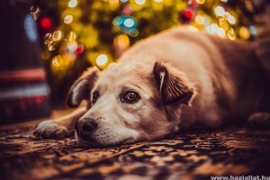 A karácsonyfa és a kutya: ezekre figyelj, hogy megelőzd a bajt!