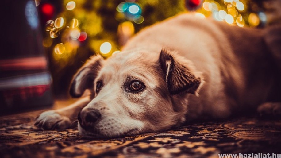 A karácsonyfa és a kutya: ezekre figyelj, hogy megelőzd a bajt!
