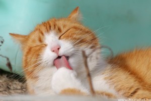 Macska ápolása helyesen: szőr, fog, fül, szem, karom
