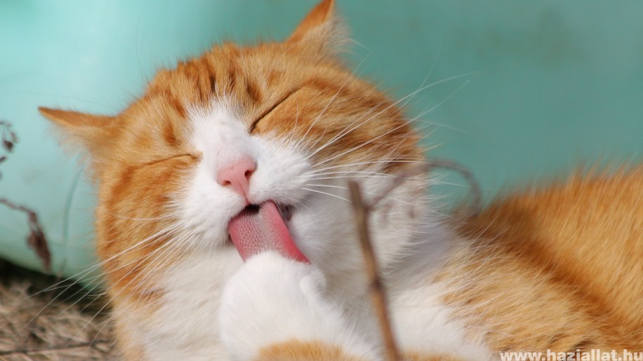 Macska ápolása helyesen: szőr, fog, fül, szem, karom