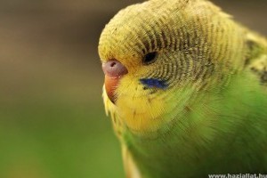 A leggyakoribb papagájbetegségek