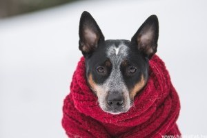 Így etesd és ápold kutyádat télen, hogy ne fázzon meg!