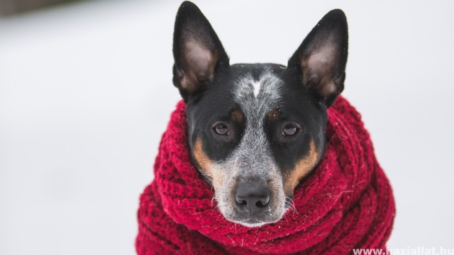Így etesd és ápold kutyádat télen, hogy ne fázzon meg!
