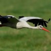 Előkészítik a fehér gólyák fészkelését Nógrádban