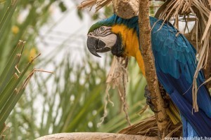 10 jó tanács a papagáj gondozásához