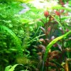 Kedvelt és gyakori akváriumi vízinövények
