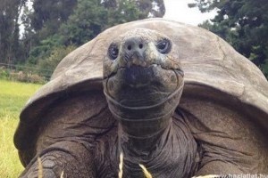 Először fürdették meg a világ legöregebb állatát, Jonathant, a 184 éves teknőst