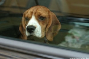 Soha ne hagyd a kutyádat forró autóban!
