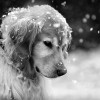 Fagyriadó - Kutya hideg van a háziállatoknak is