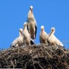 Akciót indított fehér gólyák megmentésére a Madárkórház Alapítvány
