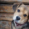 Rex Alapítvány felhívása: kutyamentes augusztus 20-i tűzijátékot!
