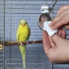 Fontos a madár kalitkájának rendszeres tisztítása