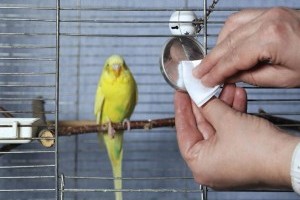 Fontos a madár kalitkájának rendszeres tisztítása