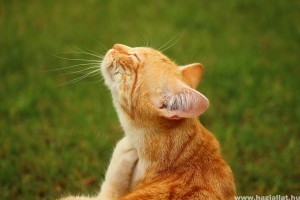 Több, macskáknak szánt élősködőirtó is elbukott a Nébih tesztjén