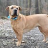 Elektromos nyakörv kutyáknak - Szakértői tanácsok, a megfelelő kiképző nyakörv kiválasztásához