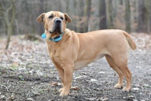Elektromos nyakörv kutyáknak - Szakértői tanácsok, a megfelelő kiképző nyakörv kiválasztásához
