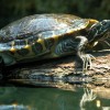 A vízi teknősök eltitkolt betegsége