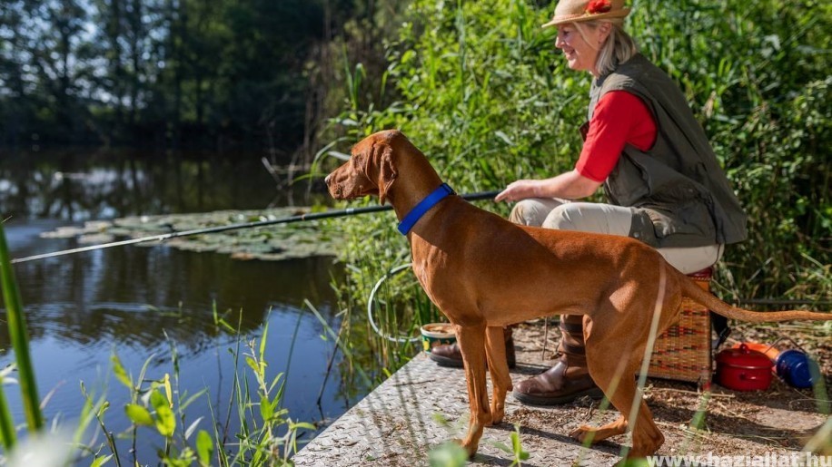 Vízben terjedő betegségek: így védd meg a kutyádat a fertőzésektől