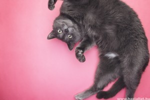 Vicces videók macskákról: a bársonytalpúak humorosabbak, mint gondolnád! (x)