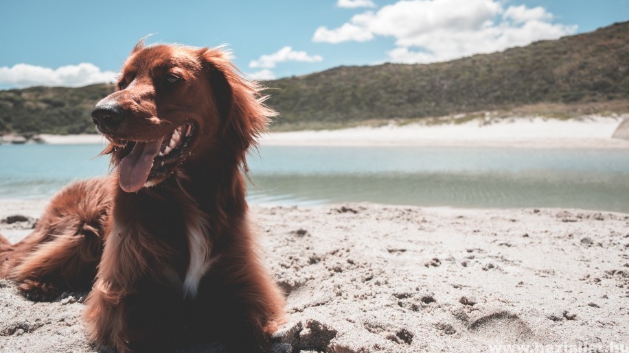 Kutya hűtése nyáron: bevált praktikák, ami enyhülést ad a kedvencednek