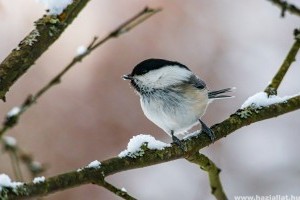 Téli madáretetés: hogyan etessük helyesen a madarakat?