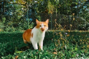 Macska távoltartása a kerttől – macskariasztó házi módszerek, amik beváltak