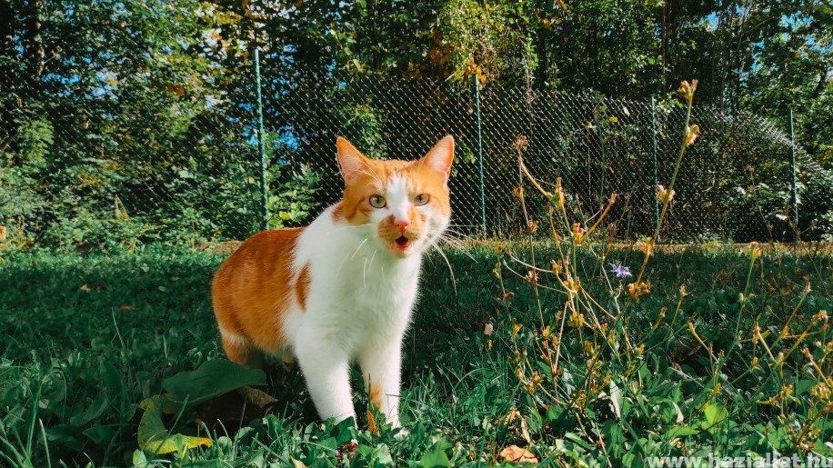 Macska távoltartása a kerttől – macskariasztó házi módszerek, amik beváltak
