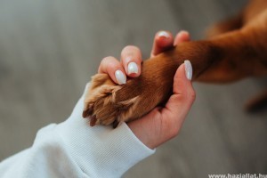 Kutyaápolás otthon: ez a 7 legfontosabb kutyaápoló szer, amit érdemes beszerezned!