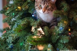 Karácsony macskával - fenyőfabiztos tippek a nyugodt karácsonyhoz