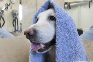 Kerüljük el a megfázást! 8 lépés a kutyánk téli fürdetéséhez