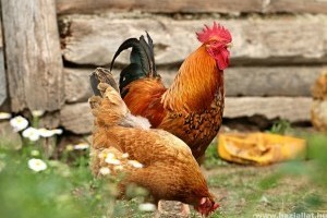 Zártan kell tartani a baromfikat hét vármegyében madárinfluenza-veszély miatt