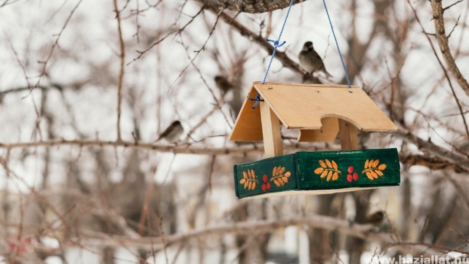 A téli madáretetés szabályai: mivel és mikor etessük a madarakat a fagyos hónapokban?