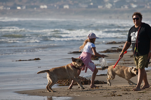 kutyak-a-tengerparton