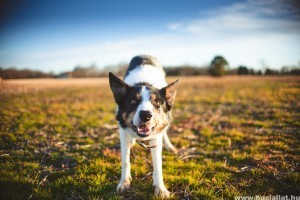 Így készítsd fel a kutyádat a nyárra – az élősködők elleni védelem fontosabb, mint valaha! (x)