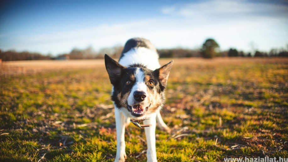 Így készítsd fel a kutyádat a nyárra – az élősködők elleni védelem fontosabb, mint valaha! (x)
