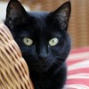 Megdőlhetnek a fekete macskás hiedelmek