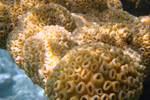 akvariumi-korall