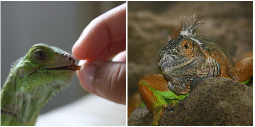 leguán eszik, iguana iguana