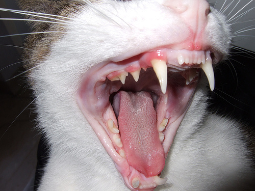 szájüregi rák macskák