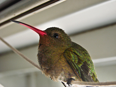 kolibri-madarka