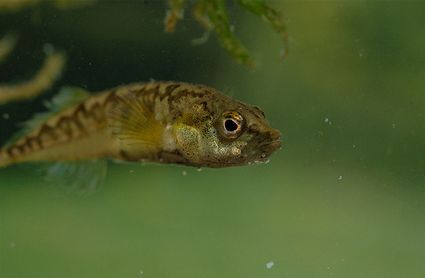 Pungitius pungitius