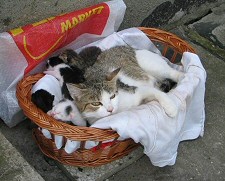 cica, macska, kóbor, állat, hajléktalan