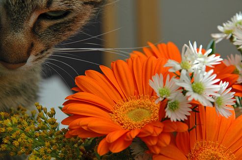 macska, cica, virág